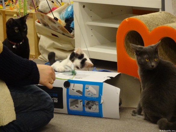 neko-cafe-0005